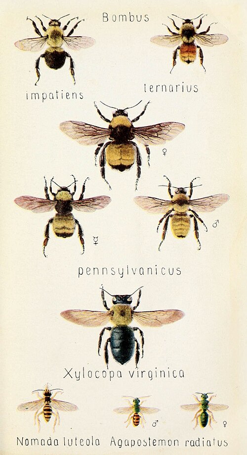 Common eastern bumblebee