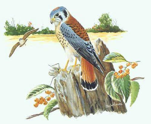 American kestrel