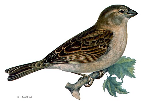 House sparrow