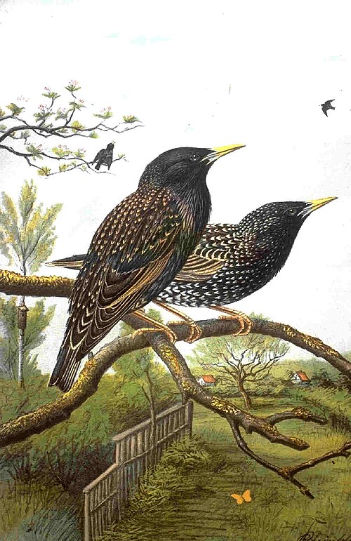 European starling
