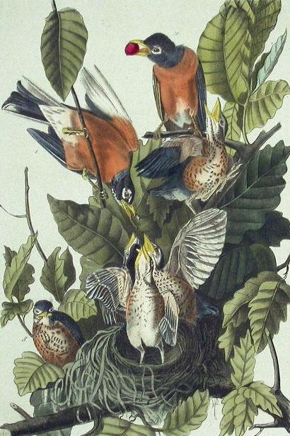 American robin