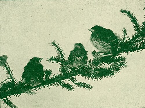 White-throated sparrow